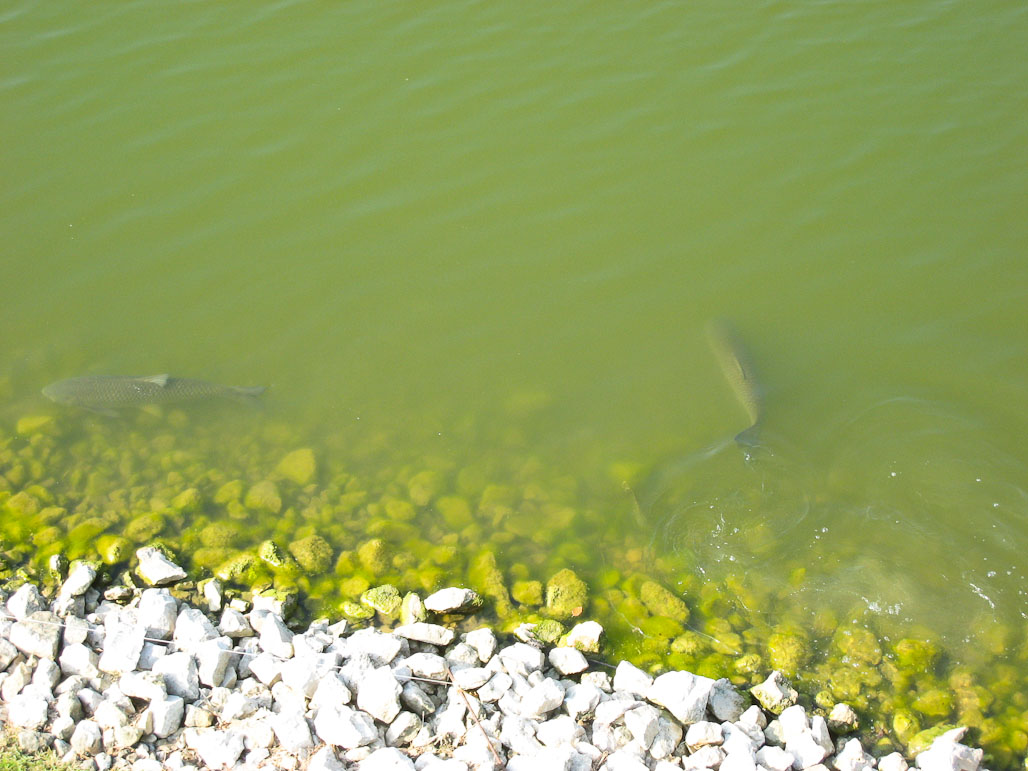 Fish in pond - Wellington Neighborhood, Iowa City